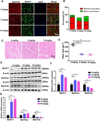 Sodium danshensu modulates skeletal muscle fiber type formation and metabolism by inhibiting pyruvate kinase M1